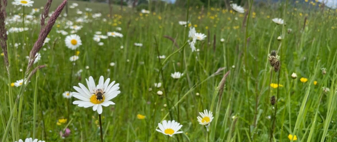 33 essbare Blumen von der Wiese und aus dem Garten