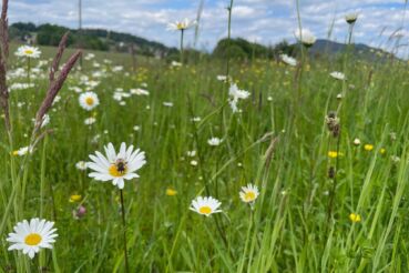 Blumenwiese Kräuterlei am Wörtheree - essbare Blumen