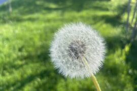 Blogparade 2025: Löwenzahn Liebe und Kräutertipps