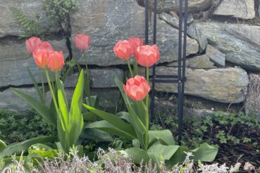 Tulpen auf Steinmauer Foto Anita Arneitz