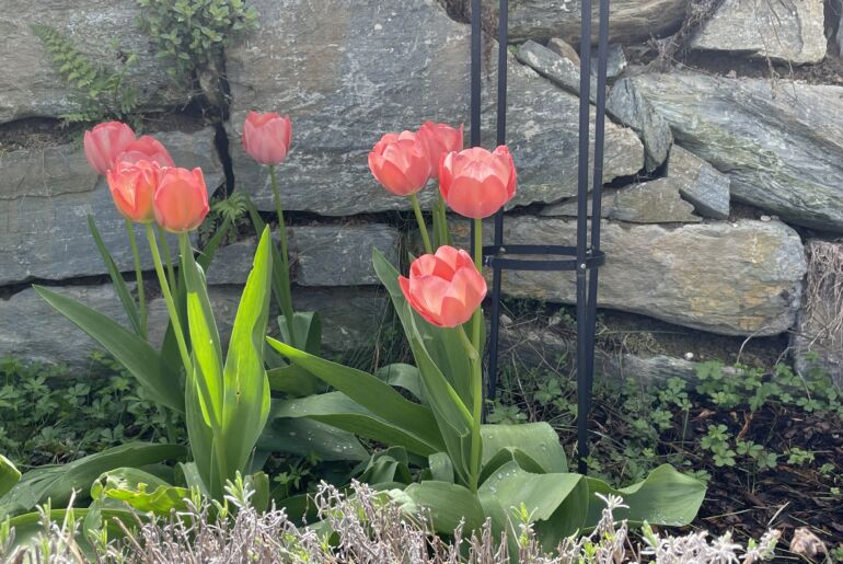 Tulpen auf Steinmauer Foto Anita Arneitz