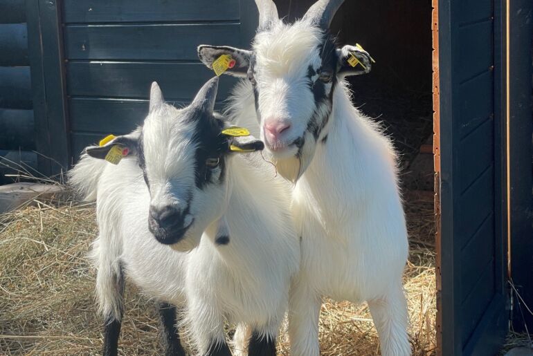 Zwergziegen Snoopy und Speedy in der Kräuterlei am Wörthersee