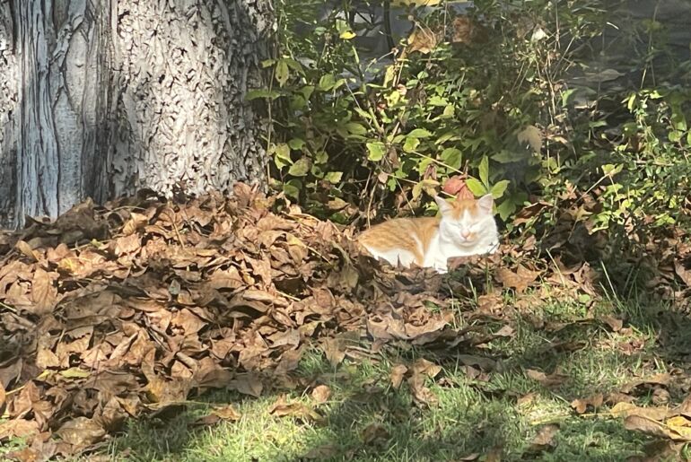 Kater Lucky im Laubhaufen