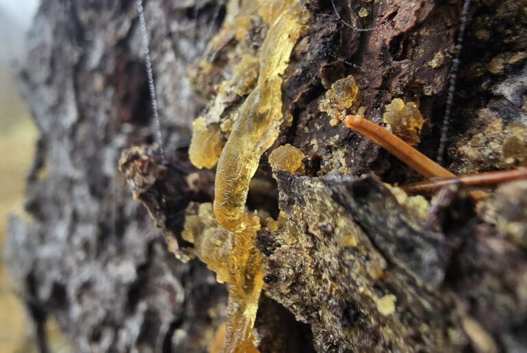 Baumharz von Sylvana im Wald gefunden