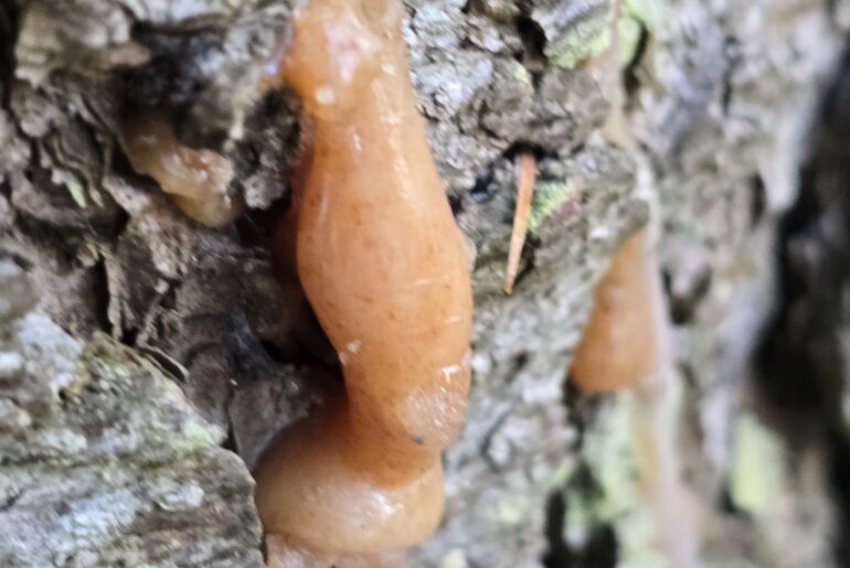 Baumharz von Sylvana im Wald gefunden