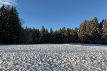 Forest Therapy Studien und Trail in Kärnten