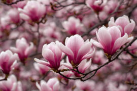 Magnolienblüten essen