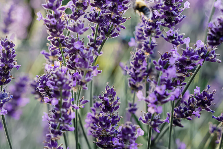 Lavendelblüte Sonja Sitta