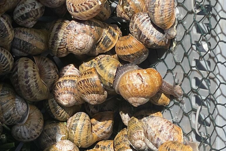 Weinbergschnecken vom Wörthersee