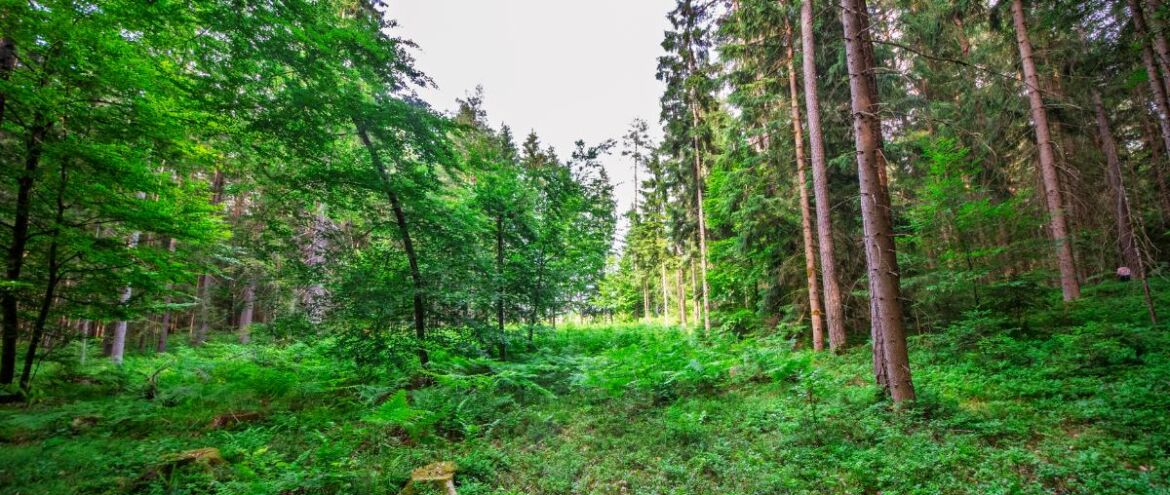 5 Pflanzen für deine Forest Therapy am Wörthersee