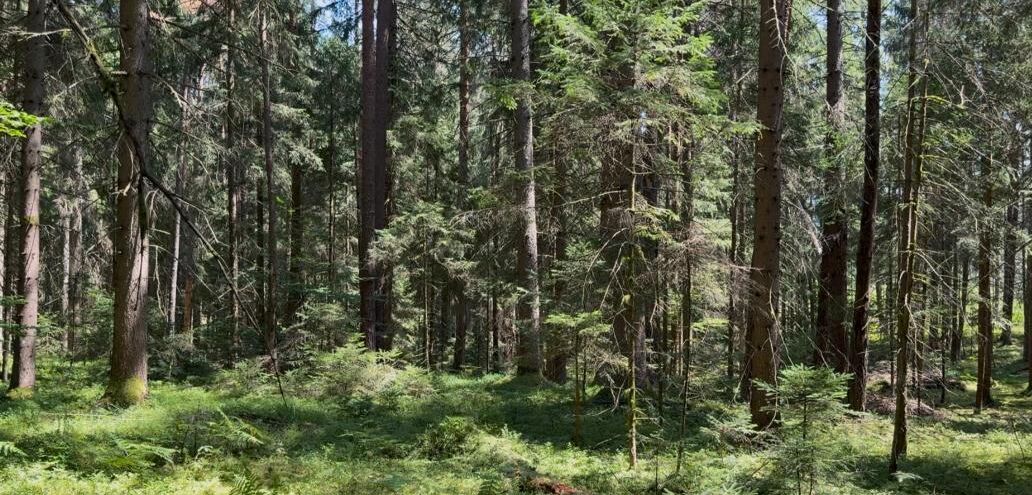 Wie ein Forest Therapy Trail entsteht: WaldAuszeit Weg