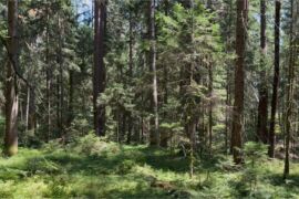 Lichtdurchfluteter Wald am Forest Therapy Trail Wörthersee