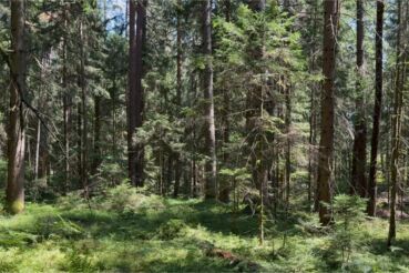 Lichtdurchfluteter Wald am Forest Therapy Trail Wörthersee