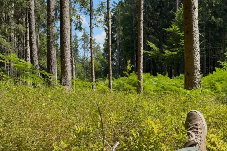 Entspannen am Forest Therapy Trail am Wörthersee