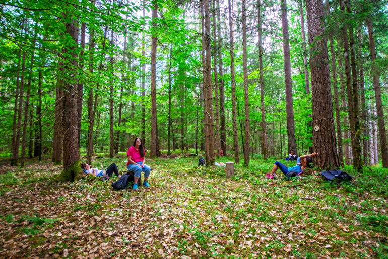 Gruppe im Wald in Schiefling am Wörthersee am Forest Therapy Trail