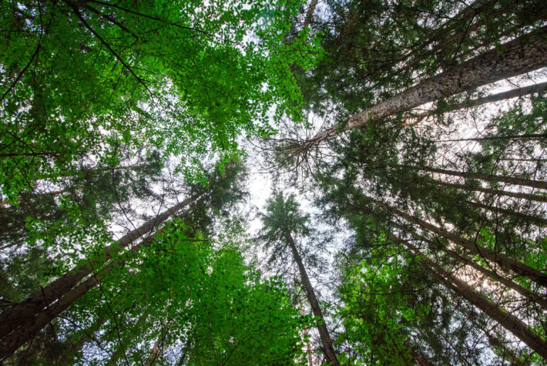 Gruppe im Wald in Schiefling am Wörthersee am Forest Therapy Trail