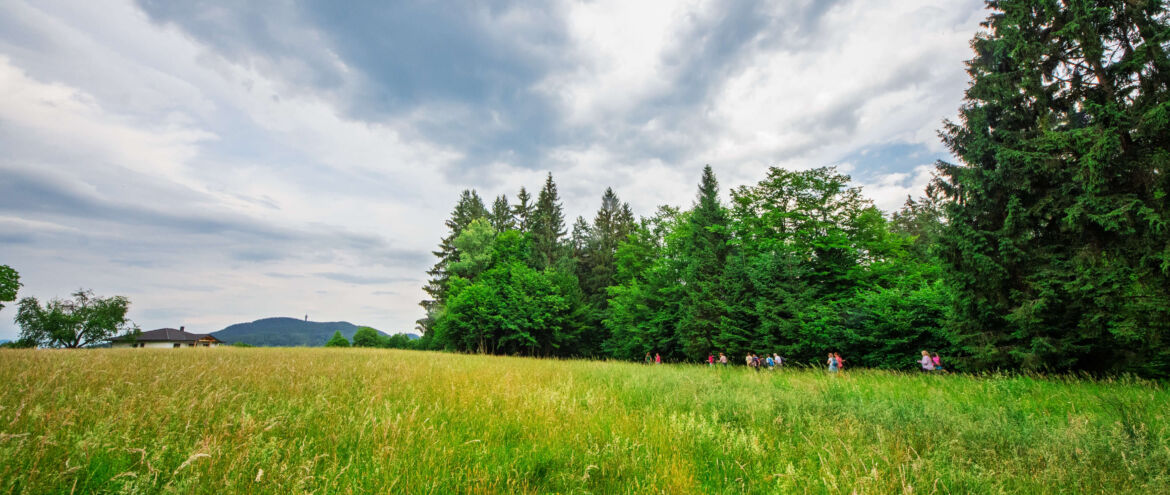 International Forest Bathing & Soundwalk Weekend