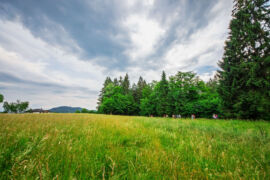 International Forest Bathing & Soundwalk Weekend