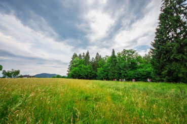 International Forest Bathing & Soundwalk Weekend