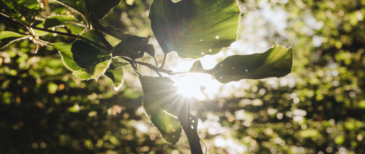 Biophilia-Effekt: Warum uns der Wald so guttut