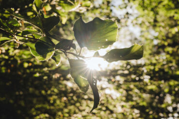 Sonnenlicht fällt durch das Blätterdach im Mischwald, Biophilia-Effekt im Wald in Kärnten
